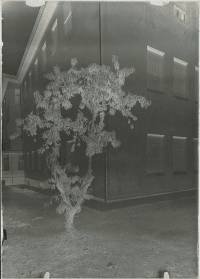 Loano, non identificato